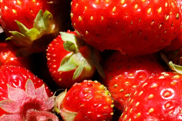 Industrial cultivation of strawberry plant. Ripe red fruits strawberry macro extreme close up. Strawberry fruit background. Natural growing of berries on farm. Eco healthy organic food horticulture concept