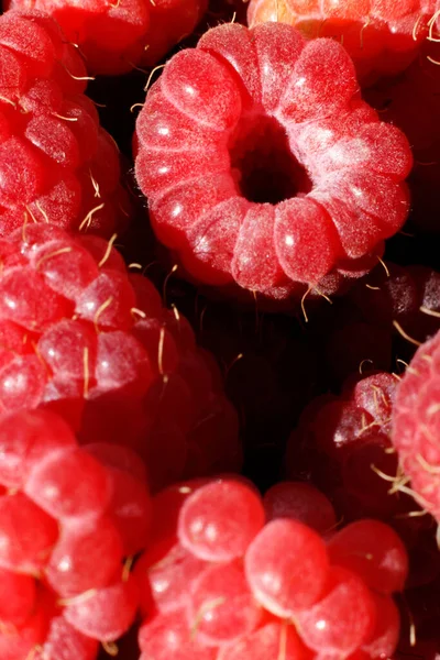 Industrial cultivation of raspberry plant. Ripe red fruits raspberry macro extreme close up. Raspberry fruit background. Natural growing of berries on farm. Eco healthy organic food horticulture concept