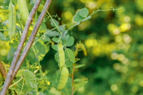 Conceito Jardinagem Agricultura Ervilhas Orgânicas Maduras Verdes Perfeitas Prontas Para — Fotografia de Stock