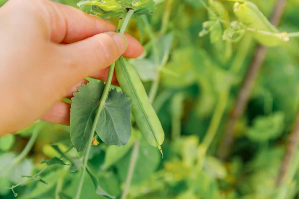 Gardening and agriculture concept. Female farm worker hand harvesting green fresh ripe organic peas on branch in garden. Vegan vegetarian home grown food production. Woman picking pea pods