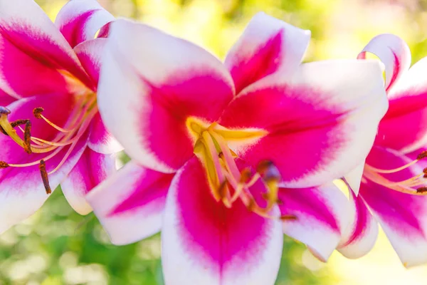 Vacker Rosa Vit Lilja Blomma Närbild Detalj Sommaren Bakgrund Med — Stockfoto