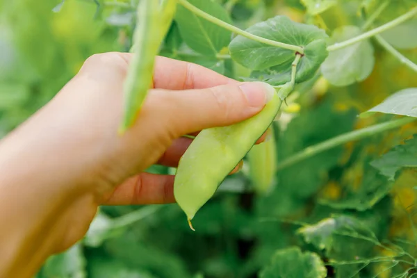 Gardening and agriculture concept. Female farm worker hand harvesting green fresh ripe organic peas on branch in garden. Vegan vegetarian home grown food production. Woman picking pea pods