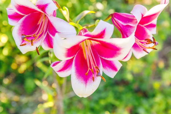 Lírio Branco Rosa Bonita Flor Fechar Detalhe Hora Verão Fundo — Fotografia de Stock