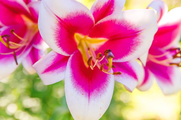 Lírio Branco Rosa Bonita Flor Fechar Detalhe Hora Verão Fundo — Fotografia de Stock