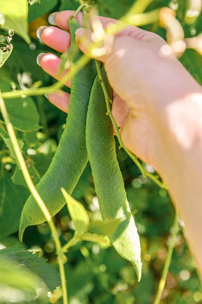 Concepto Jardinería Agricultura Trabajadora Agrícola Cosechando Mano Soja Orgánica Fresca —  Fotos de Stock