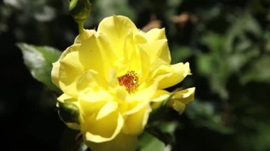 Yaz mevsiminde güzel sarı gül çiçeği. İlham veren sarı gül çiçek açan baharda çiçek açan bahçede ya da parkta.