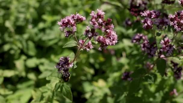 ミツバチは黄色の花粉で蜜を飲み ピンクの花を受粉させます インスピレーションを受けた天然の花春や夏の開花庭や公園の背景 昆虫の生活 マクロを閉じる — ストック動画