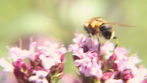 ミツバチは黄色の花粉で蜜を飲み ピンクの花を受粉させます インスピレーションを受けた天然の花春や夏の開花庭や公園の背景 昆虫の生活 マクロを閉じる — ストック動画