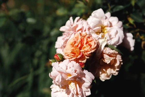 Beautiful pink rose flowers in summer time. Nature background with flowering pastel pink roses. Inspirational floral spring blooming garden or park backdrop. Beauty flower vintage retro art design