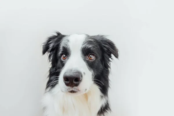 白い背景に隔離されたかわいい笑顔の子犬の犬の国境のコロニーの面白いスタジオの肖像画 家族の小さな犬の新しい素敵なメンバーは 報酬を見て待っています ペットケアと動物のコンセプト — ストック写真