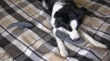 Evdeki kanepede terlik ısırdıktan sonra yaramaz yavru köpek sınır köpeği çoban köpeği. Suçlu köpek ve yıkılmış oturma odası. Dağınık ev ve komik suçlu bakışlı köpek yavrusu.