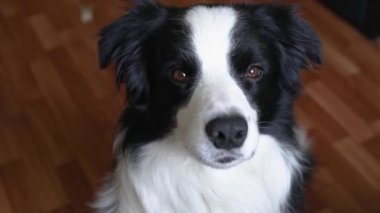 Gülümseyen şirin köpek yavrusunun komik portresi. Ailenin yeni sevimli üyesi küçük köpek evde oturmuş ödül bekliyor. Hayvan bakımı ve hayvan bakımı kavramı