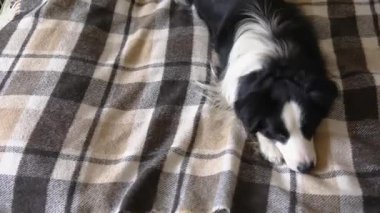 Komik köpek yavrusu, içeride ekoseli kanepeye uzanmış çoban köpeği. Küçük evcil köpek soğuk sonbahar kış havasında battaniyeyle ısınıyor. Hayvan yaşam konsepti