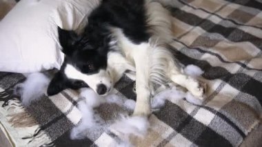 Evdeki kanepede yatan yaramaz yastığı ısırdıktan sonra yaramaz yavru köpek sınır köpeği çoban köpeği. Suçlu köpek ve yıkılmış oturma odası. Dağınık ev ve komik suçlu bakışlı köpek yavrusu.
