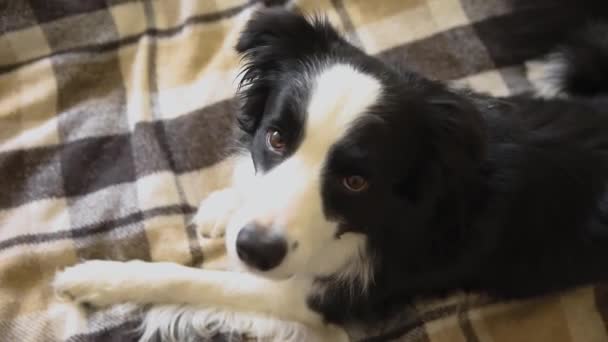 Rolig Valp Hund Gränsen Collie Ligger Soffan Med Rutig Inomhus — Stockvideo