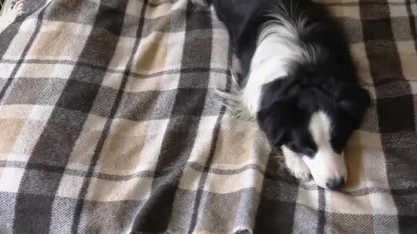 有趣的小狗边境牧羊犬躺在沙发上 室内躺着格子花 在秋天寒冷的冬季 家养的小狗用毛毯保暖 宠物动物生命概念 — 图库视频影像
