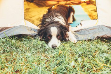 Kamp çadırında uzanan sevimli, komik köpek yavrusu Sınır Çobanı 'nın açık hava portresi. Hayvan gezisi, köpek eşiyle macera. Gardiyan ve kamp koruması. Seyahat konsepti