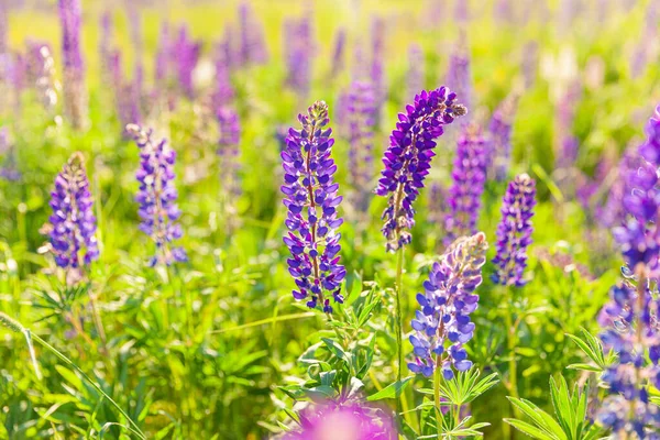 Lindas Flores Tremoço Florescendo Primavera Campo Plantas Tremoço Fundo Violeta — Fotografia de Stock