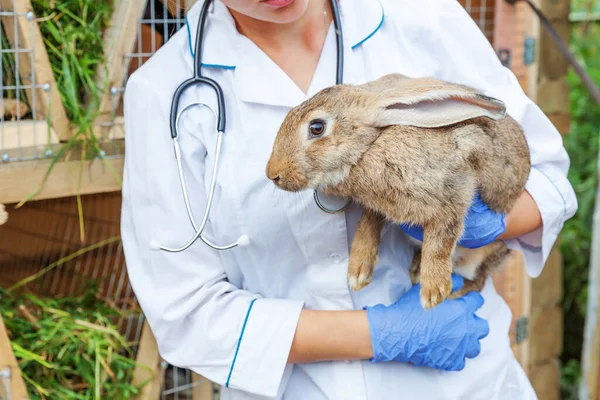 Veterinär Kvinna Med Stetoskop Innehav Och Undersöka Kanin Ranch Bakgrund — Stockfoto