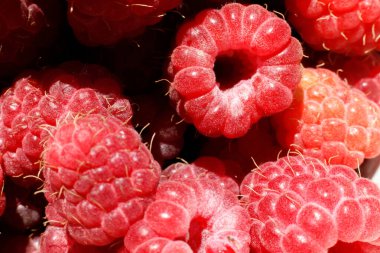 Ahududu bitkisinin endüstriyel yetiştirilmesi. Olgun kırmızı meyveli ahududu makrosu çok yakından. Ahududu arkaplanı. Çiftlikte böğürtlen yetiştirmek doğaldır. Çevresel sağlıklı organik gıda bahçıvanlığı kavramı