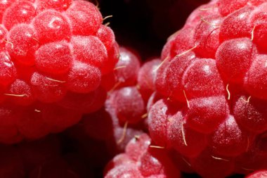 Ahududu bitkisinin endüstriyel yetiştirilmesi. Olgun kırmızı meyveli ahududu makrosu çok yakından. Ahududu arkaplanı. Çiftlikte böğürtlen yetiştirmek doğaldır. Çevresel sağlıklı organik gıda bahçıvanlığı kavramı