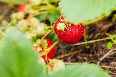 Çilek bitkisinin endüstriyel yetiştirilmesi. Yazlık bahçe yatağında olgun kırmızı meyveli çilek. Çiftlikte böğürtlen yetiştirmek doğaldır. Çevresel sağlıklı organik gıda bahçıvanlığı kavramı