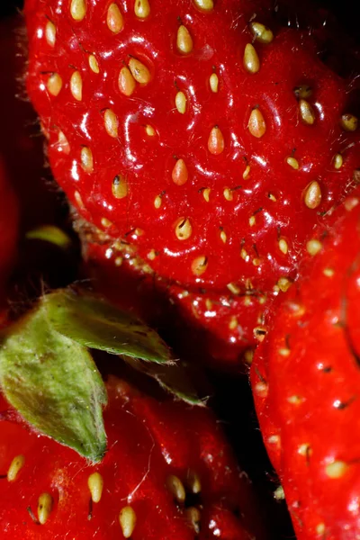 Industrial cultivation of strawberry plant. Ripe red fruits strawberry macro extreme close up. Strawberry fruit background. Natural growing of berries on farm. Eco healthy organic food horticulture concept