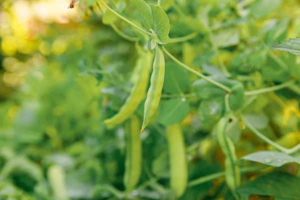 Gardening and agriculture concept. Perfect green fresh ripe organic peas ready to harvesting on branch in garden. Vegan vegetarian home grown food production. Local garden produce clean pea pods