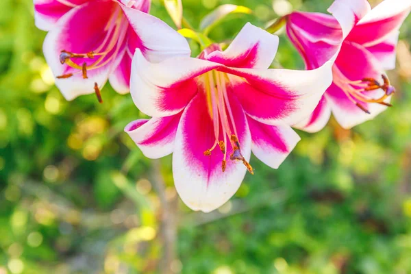 Lírio Branco Rosa Bonita Flor Fechar Detalhe Hora Verão Fundo — Fotografia de Stock