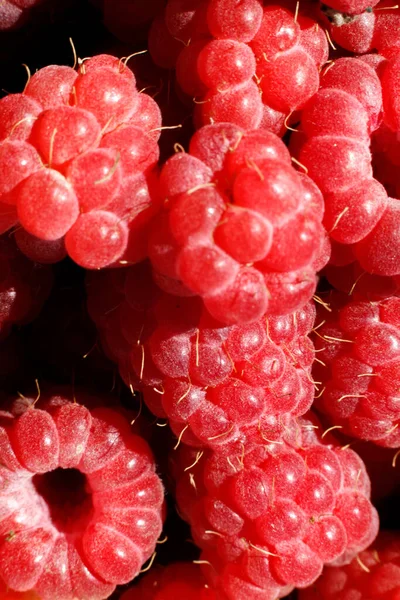 Industrial cultivation of raspberry plant. Ripe red fruits raspberry macro extreme close up. Raspberry fruit background. Natural growing of berries on farm. Eco healthy organic food horticulture concept