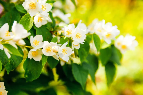 Beautiful White Jasmine Blossom Flowers Spring Time Background Flowering Jasmin — Stock Photo, Image