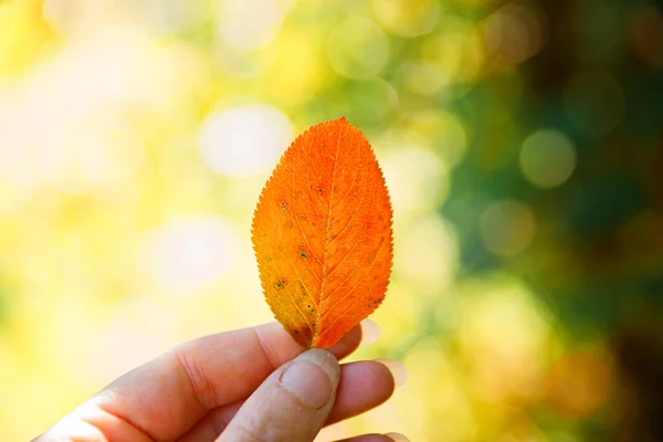 Primeros Planos Otoño Natural Vista Mujer Manos Sosteniendo Hoja Naranja —  Fotos de Stock