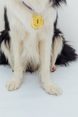 Yavru köpek Puppy, beyaz arka planda izole edilmiş altın madalya sahibi ya da şampiyon Collie ile sınır komşusuydu. Şampiyon köpek. Yarışmanın birinciliği. Kazanma ya da başarı kavramı