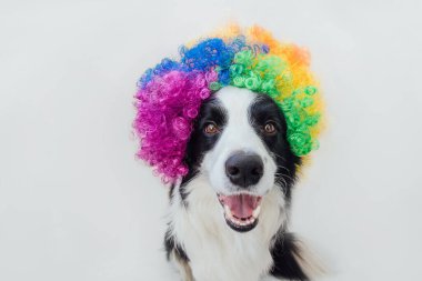 Beyaz arka planda izole edilmiş renkli kıvırcık palyaço peruğu takan komik yüzlü, sınır köpeği köpek yavrusu yavrusu. Karnaval ya da cadılar bayramı partisinde palyaço kostümüyle komik köpek portresi. Sirkteki evcil köpek.