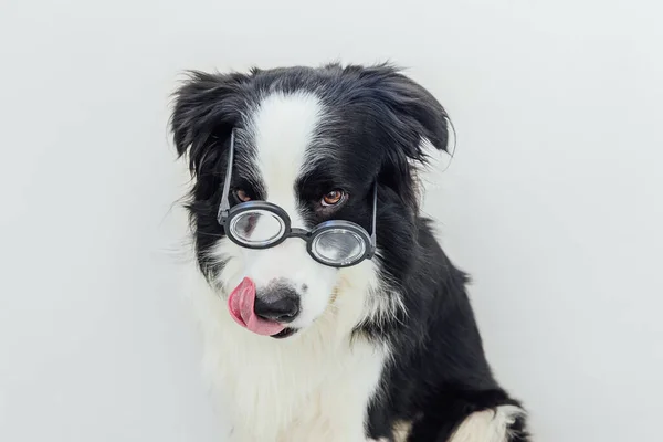 Vtipný Portrét Štěňátka Ohraničení Kolie Komických Brýlích Izolovaných Bílém Pozadí — Stock fotografie