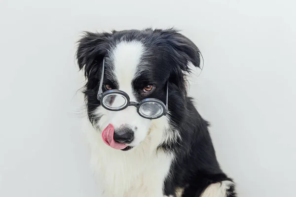 Drôle Portrait Chien Chiot Bordure Collie Dans Des Lunettes Comiques — Photo