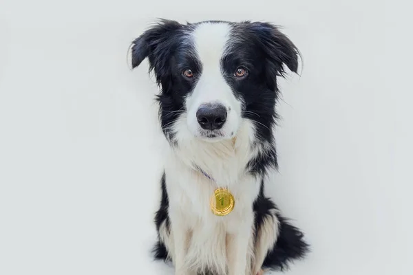 Cachorro Perro Frontera Collie Usando Ganador Campeón Medalla Oro Trofeo — Foto de Stock