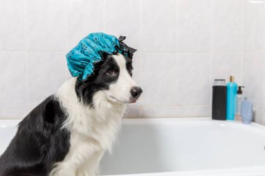 Köpek yavrusu sınır köpeğinin banyoda otururken çekilmiş komik portresi duş bonesi takıyor. Küvette banyo yapmaya hazır şirin bir köpek. Bakım salonu konseptinde spa tedavileri