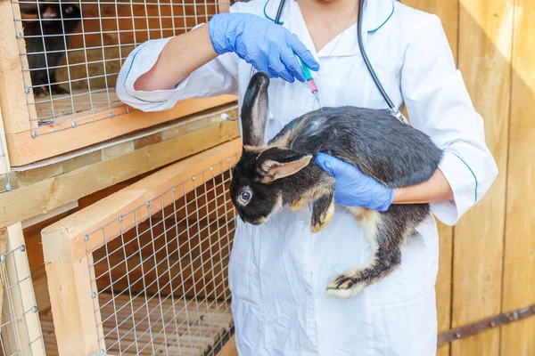 Veterinär kvinna med spruta hålla och injicera kanin på ranch bakgrund närbild. Kanin i veterinär händer för vaccination i naturliga eko gård. Djurskötsel och ekologiskt jordbruk. — Stockfoto