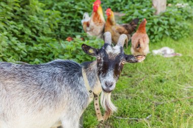 Keçi ve organik hayvan çiftliğinde çiftliğin arka bahçesinde özgürce otlayan tavuk. Tavuk, evcil keçi otlağı. Modern hayvan çiftliği, ekolojik tarım. Hayvan Hakları.