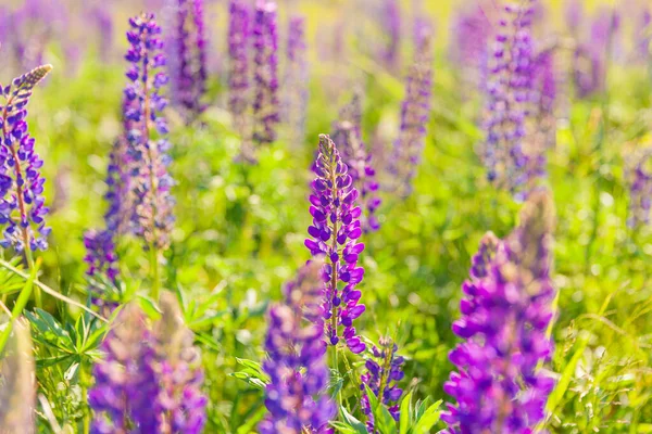 Belle Floraison Fleurs Lupin Printemps Champ Lupins Plantes Fond Violet — Photo