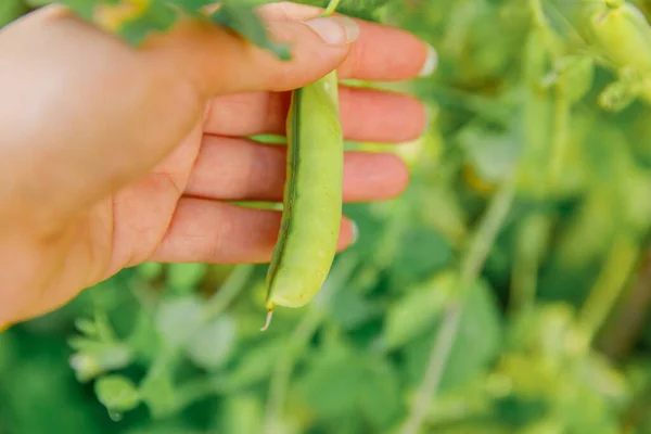 Koncept Zahradničení Zemědělství Samice Farmářské Dělnice Ručně Sklízející Čerstvý Zelený — Stock fotografie