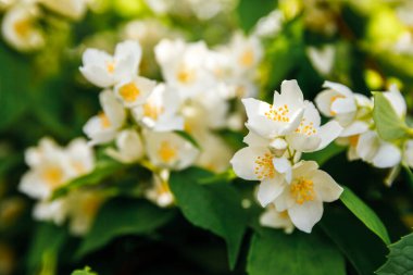Baharda güzel yasemin çiçekleri açar. Yasemin çalılarının çiçek açtığı bir arka plan. İlham verici doğal bahar çiçekleri çiçek açan bahçe ya da park. Çiçek sanat tasarımı. Aromaterapi kavramı