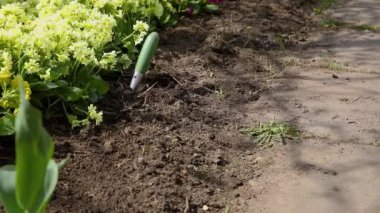 Bahçıvanlık ve tarım kavramı. Bahçıvan teçhizatıyla çalışan kadın çiftçi. Çiçek tarlasında bitki ekip, yabani otları temizliyor. Primrose primula çiçekleri bahçede yetişir.