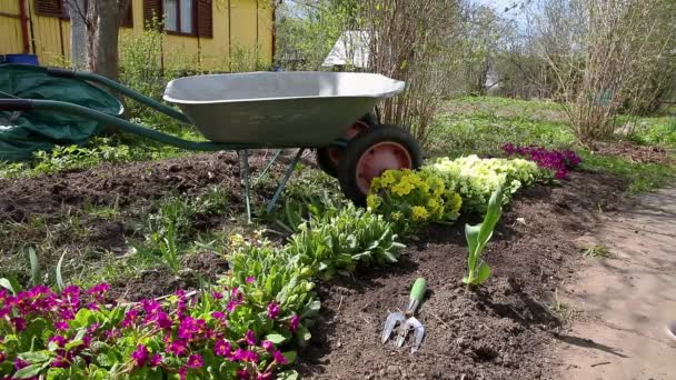 園芸と農業の概念 庭師機器レーキ植え付けと花壇に花を雑草と女性の農場労働者 庭で成長するプリムローズプリムラの花植物 — ストック動画