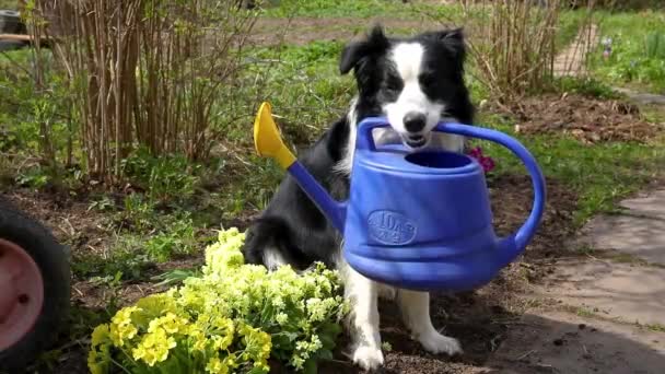 庭の背景に口の中で散水缶を保持かわいい犬の国境コリーの屋外の肖像画 庭師として面白い子犬の犬は灌漑のために水を汲みます 園芸と農業の概念 — ストック動画