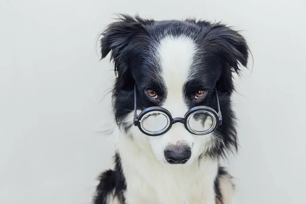 Roligt Porträtt Hundvalp Gränsen Collie Komiska Glasögon Isolerade Vit Bakgrund — Stockfoto