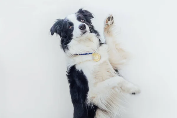 Cachorro Perro Frontera Collie Usando Ganador Campeón Medalla Oro Trofeo — Foto de Stock