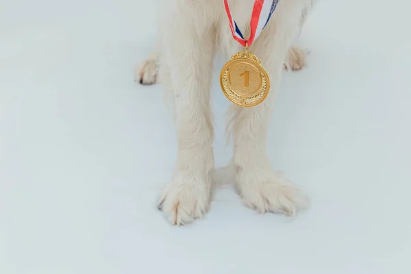Puppy Dog Pwas Border Collie Con Medalla Trofeo Oro Ganadora — Foto de Stock