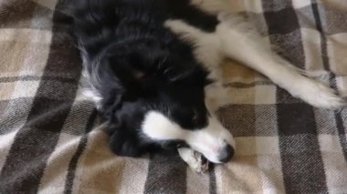 Komik köpek yavrusu, içeride ekoseli kanepeye uzanmış çoban köpeği. Küçük evcil köpek soğuk sonbahar kış havasında battaniyeyle ısınıyor. Hayvan yaşam konsepti
